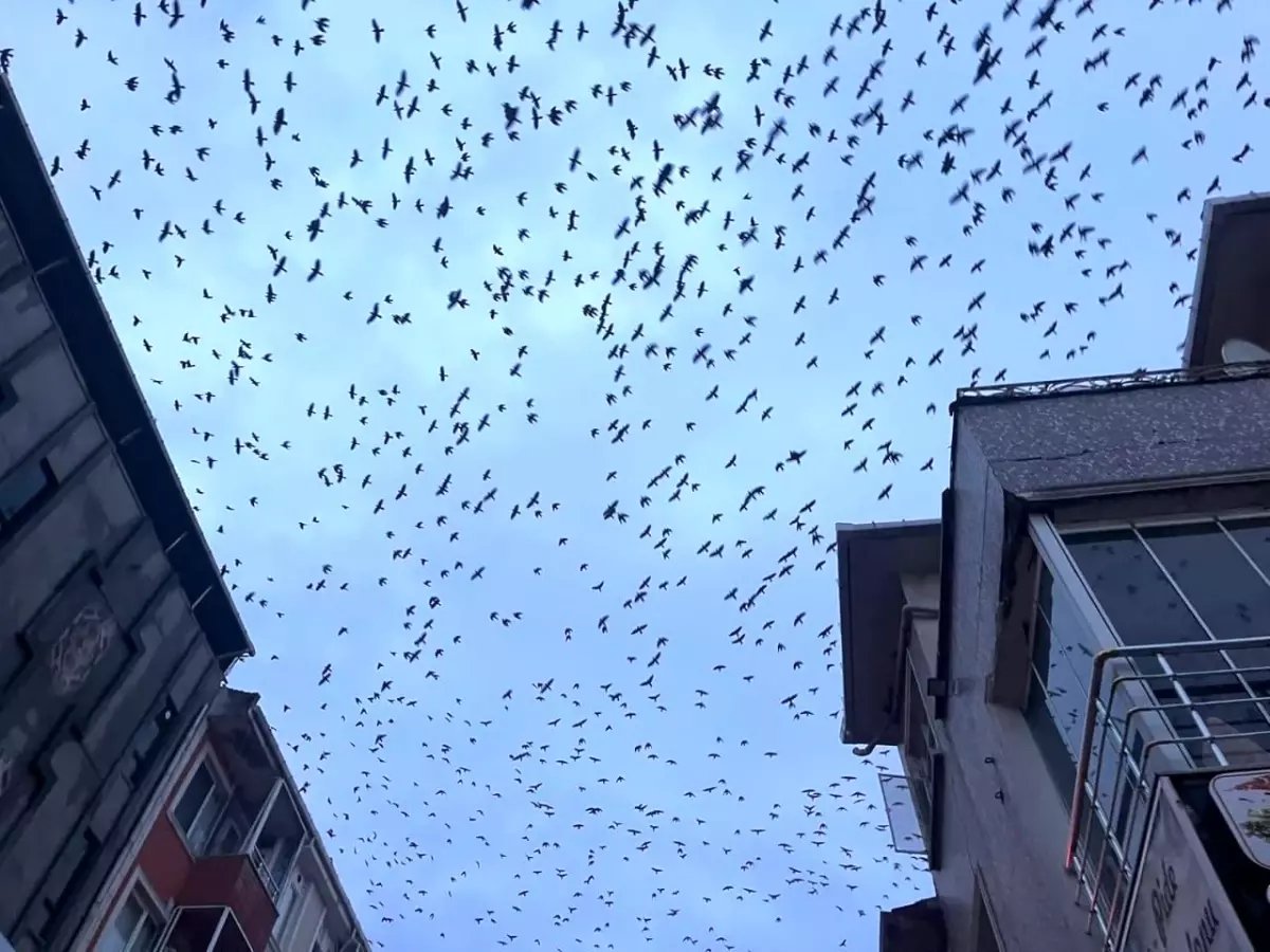 Tekirdağ semalarında kargaların görsel şöleni