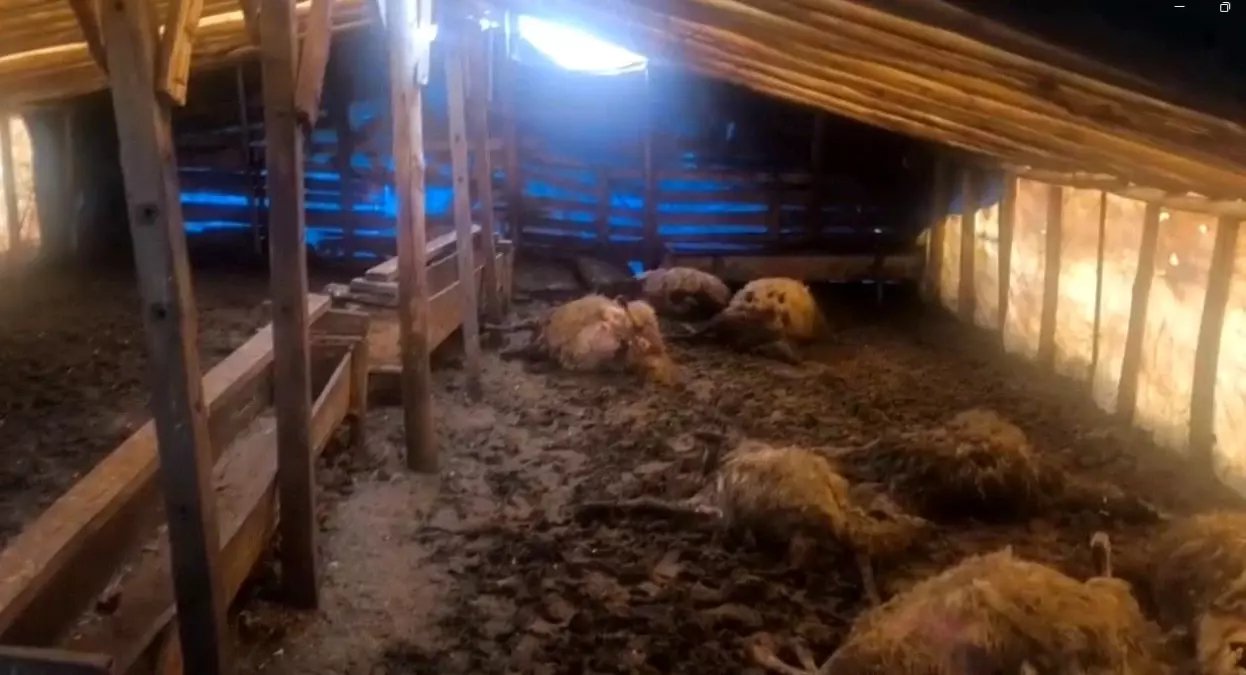 Erzincan'da kurtlar ahıra girdi: 10 koyun telef oldu, 10 koyun yaralandı