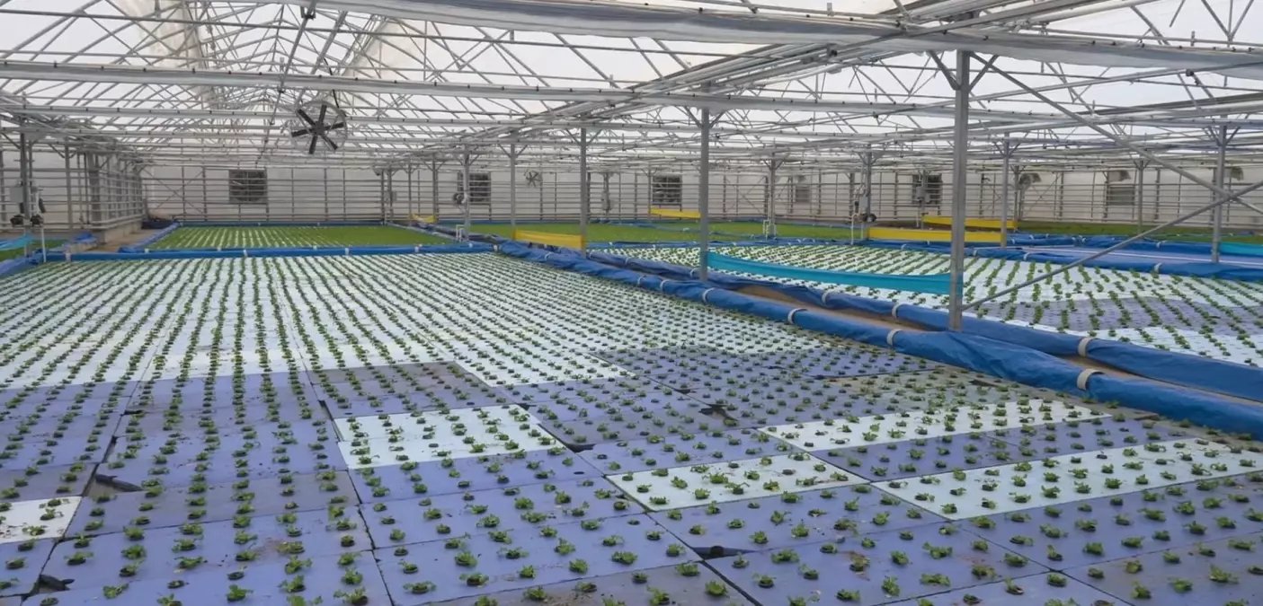 Haymana'da seralarda termal su destekli çiçek yetiştirilecek