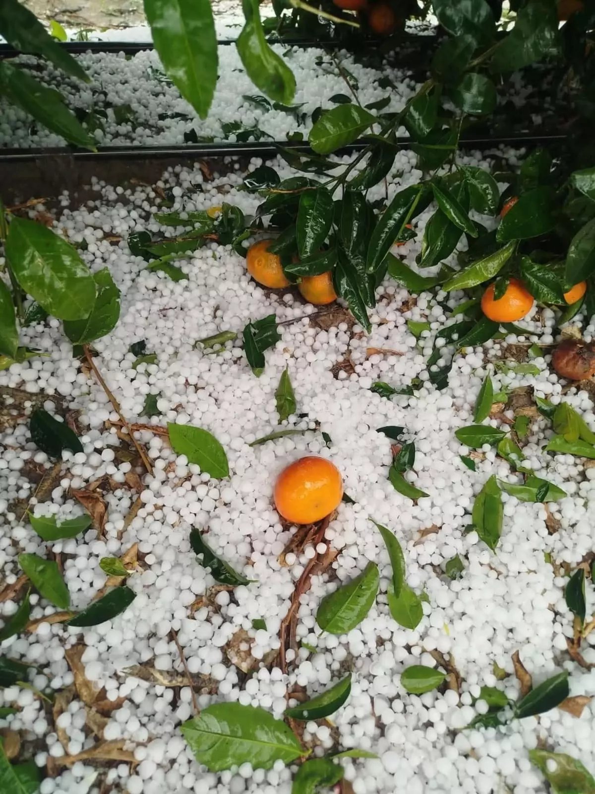 Adana'da dolu yağışı; narenciye bahçeleri zarar gördü