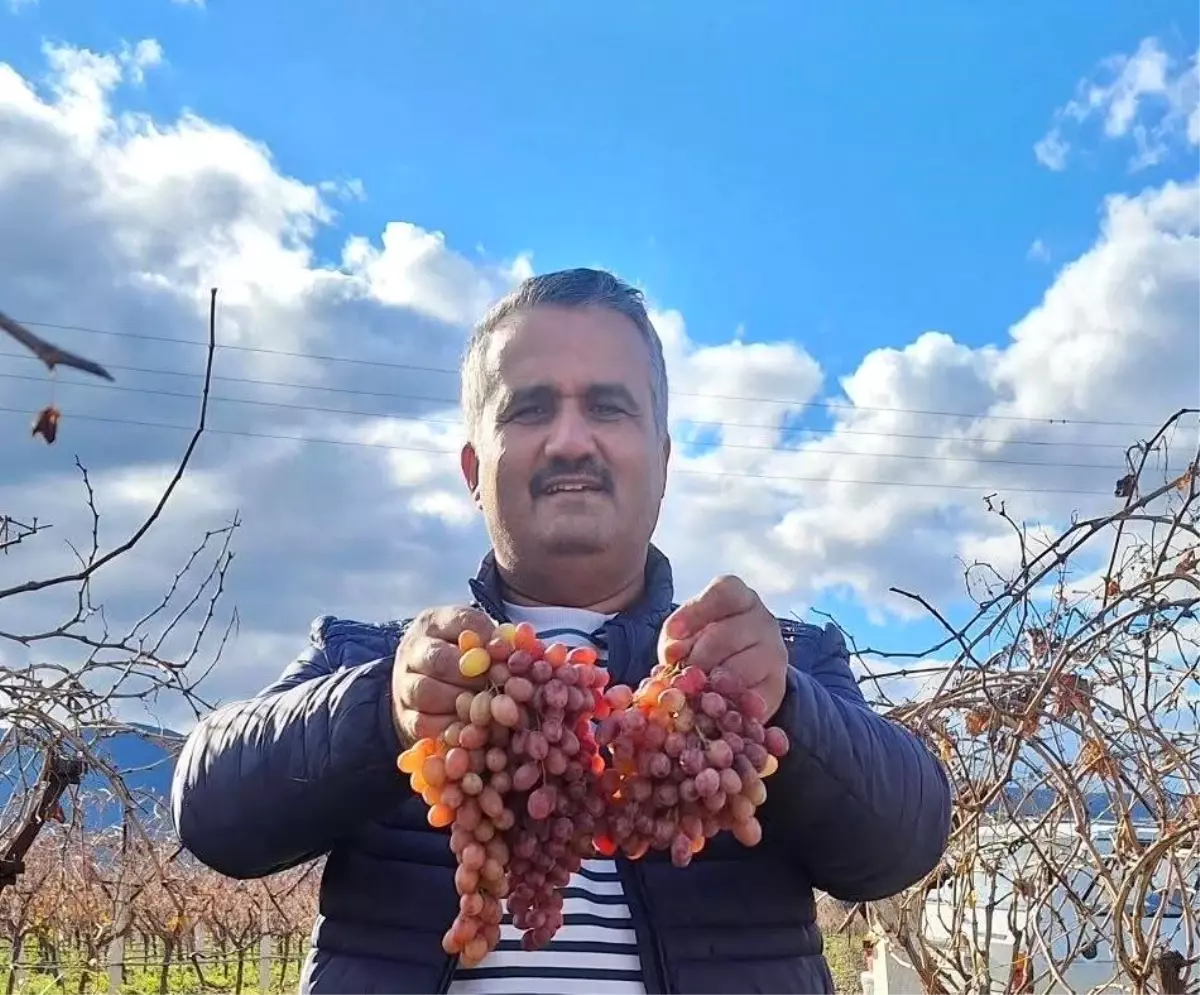 Soğuğa dayanıklı kazancı yüksek