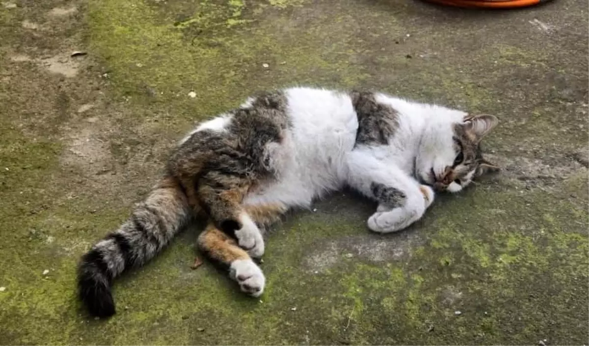 Korkuluğa saplanan kediyi itfaiyeciler kurtardı