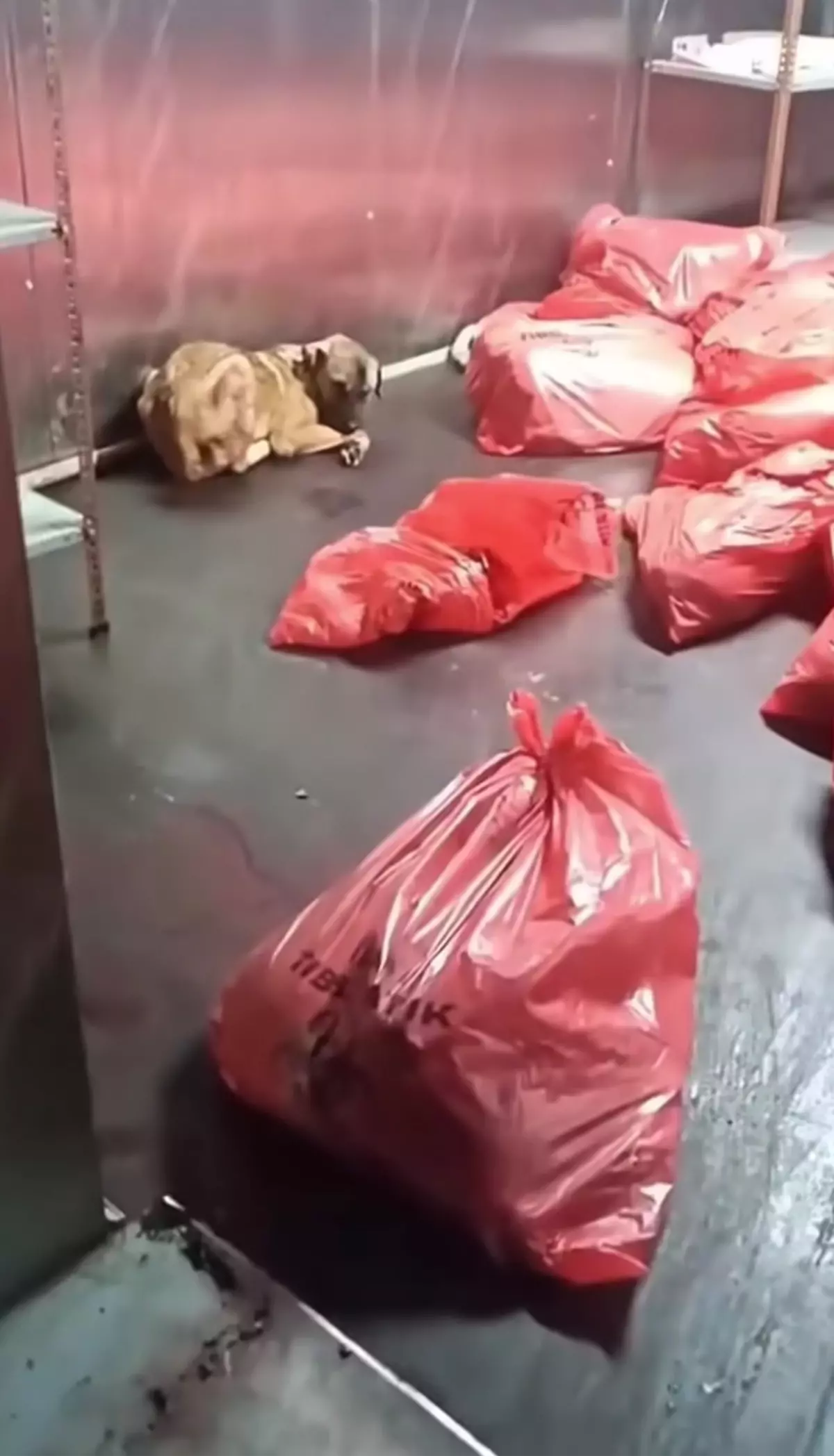 ABB'den 'çöp poşetinde ölü köpek' soruşturması açıklaması