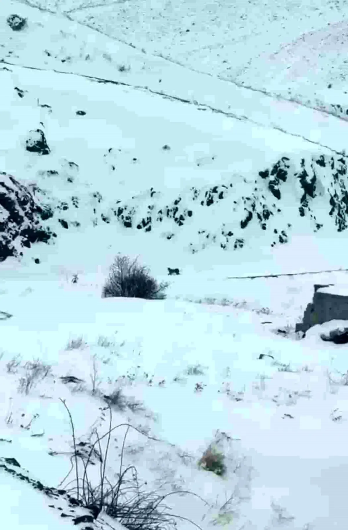 Iğdır'da aç kalan 3 vaşak köye indi