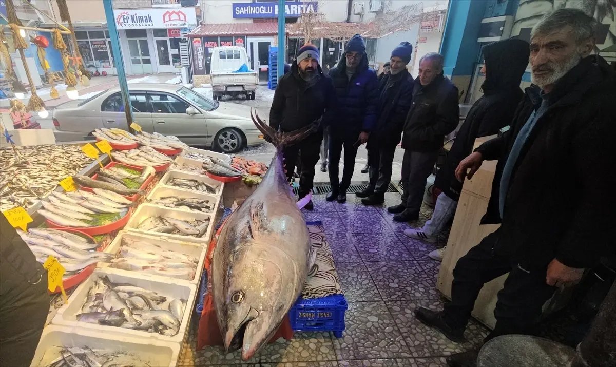 Atlantik Okyanusu'nda tutulan 287 kilogramlık orkinos vatandaşların ilgi odağı oldu