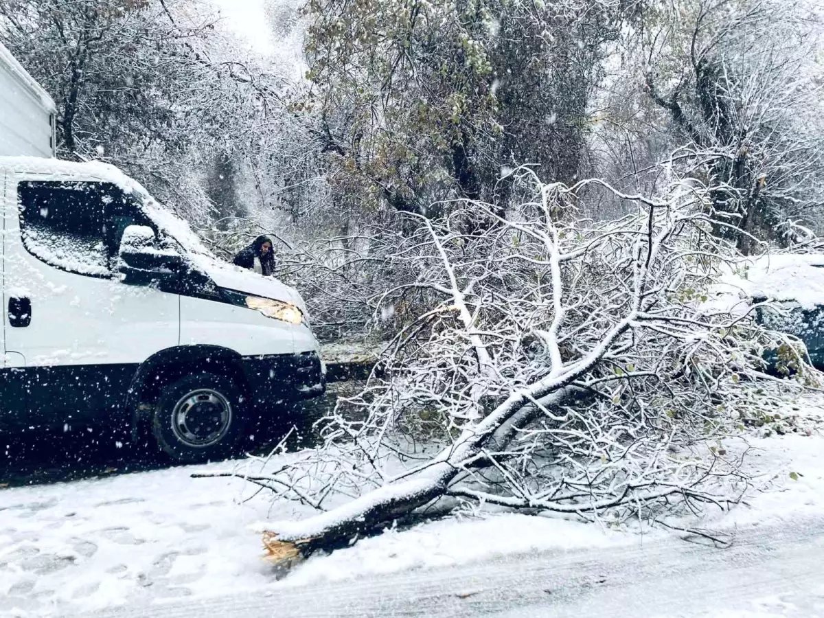 Birecik'te karın ağırlığına dayanamayan ağaç dalları araçların üzerine devrildi
