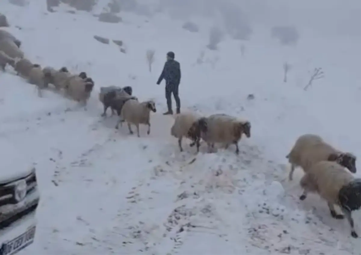 Karda mahsur kalan çoban ve 800 küçükbaş hayvan kurtarıldı