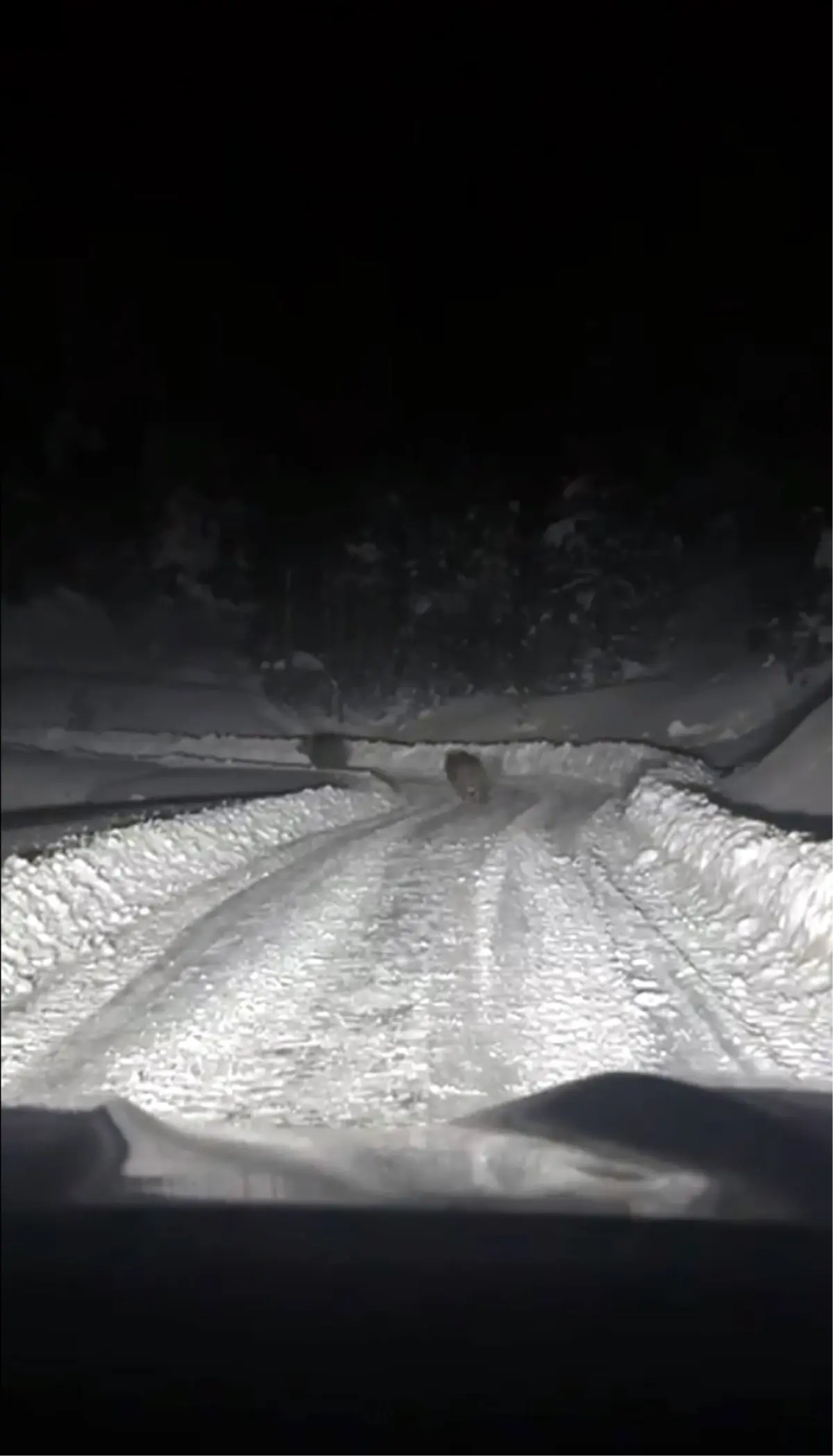 Çankırı'da karla kaplı yolda ayılarla karşılaşıldı