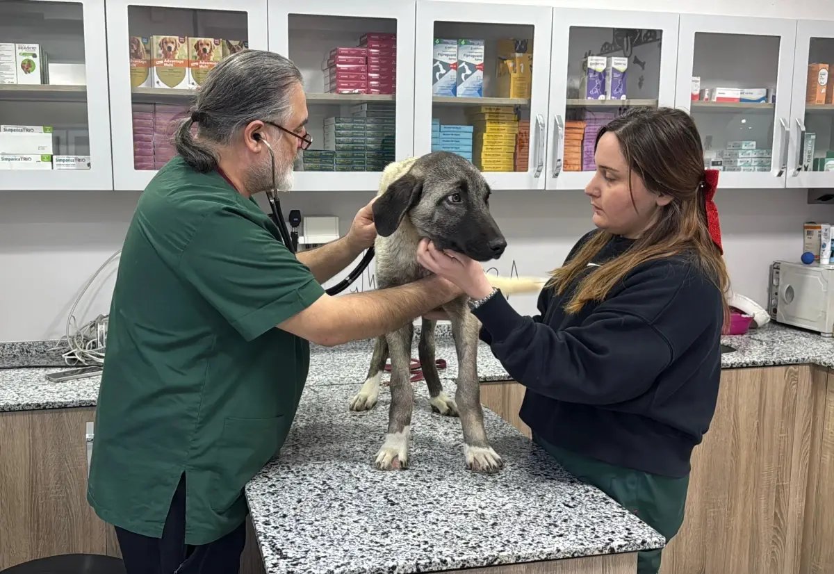 Ordu'da 10 gün içerisinde 3 sokak köpeği 'domuz kurşunu' ile vuruldu