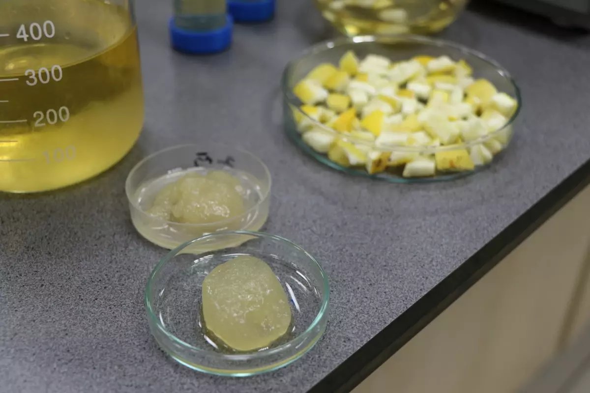 Ağaç kavunu kabuğundan 'süper emici hidrojel' geliştirdiler