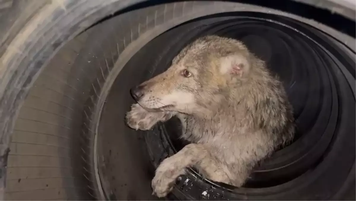 Bingöl'de lastikçiye giren kurt yakalandı