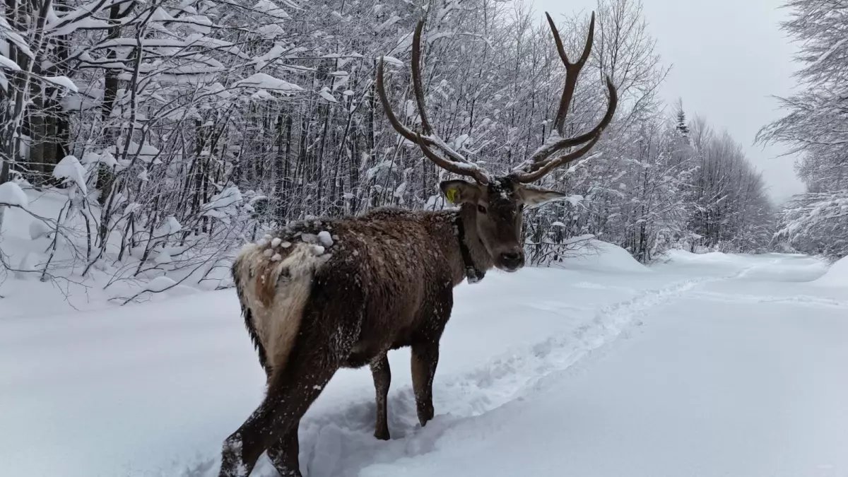 Karla kaplı yaylada yürüyen geyik dron kamerasında