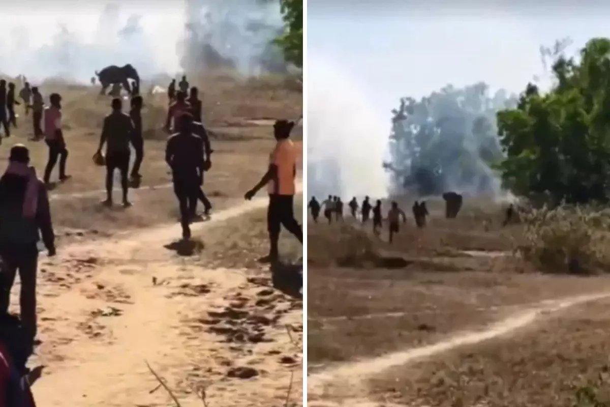 Kontrolden çıkan fil, 22 kişiyi öldürdü: Köylüler çatı ve ağaçlarda uyuyor