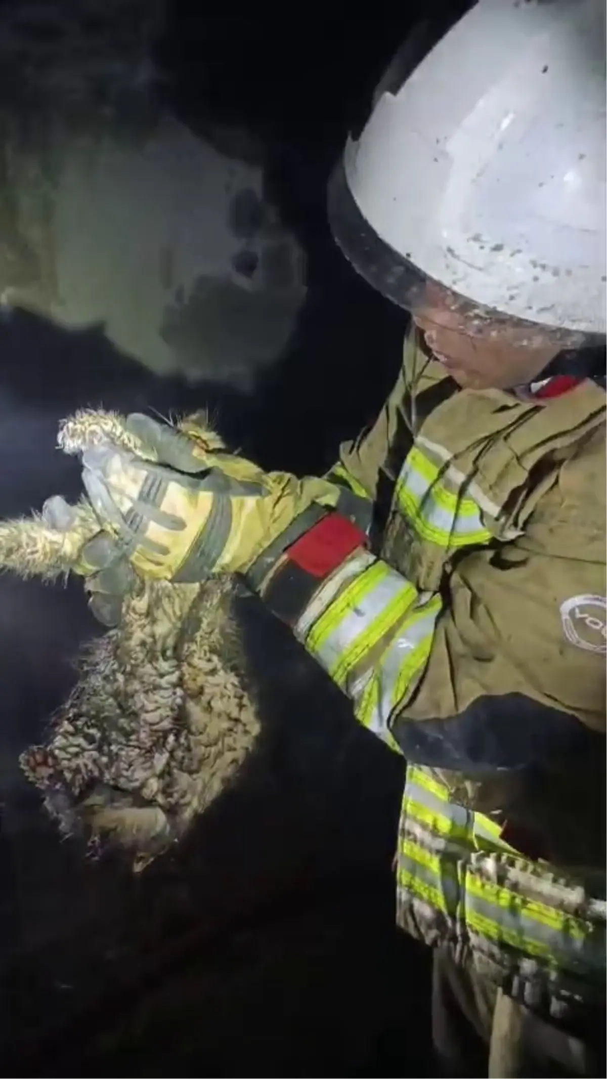 Hatay'da ev yanında mahsur kalan kediyi itfaiye kurtardı