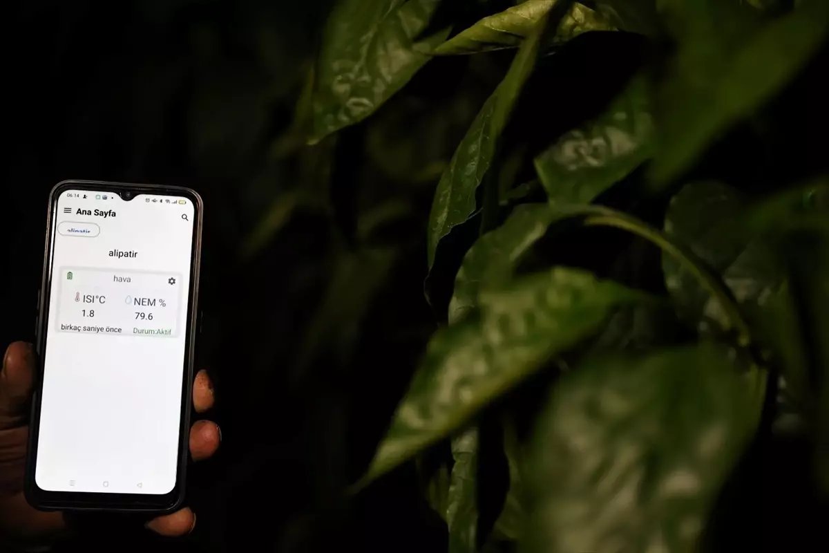 Antalya'da üreticiler dijital tarım uygulamasıyla seralarını telefondan izleyebiliyor