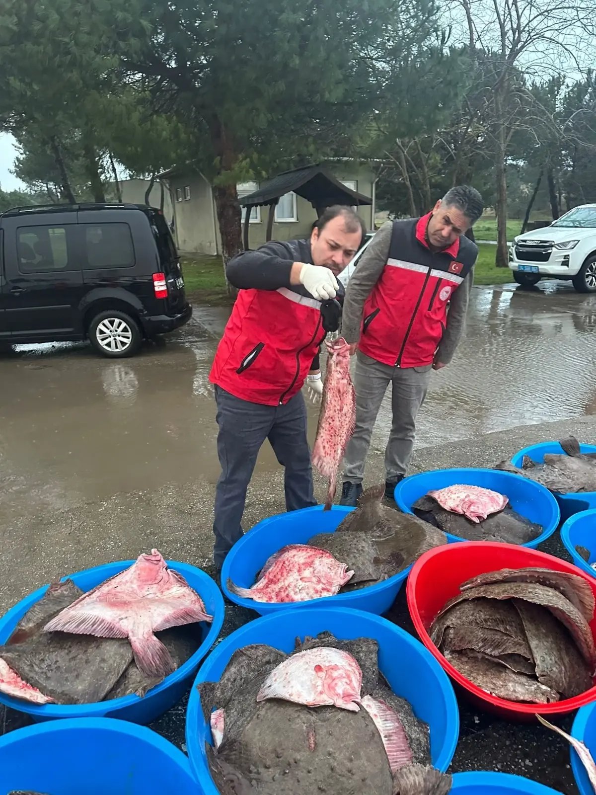 Kandıra'da yasa dışı avlanan 500 kalkan balığı ele geçirildi