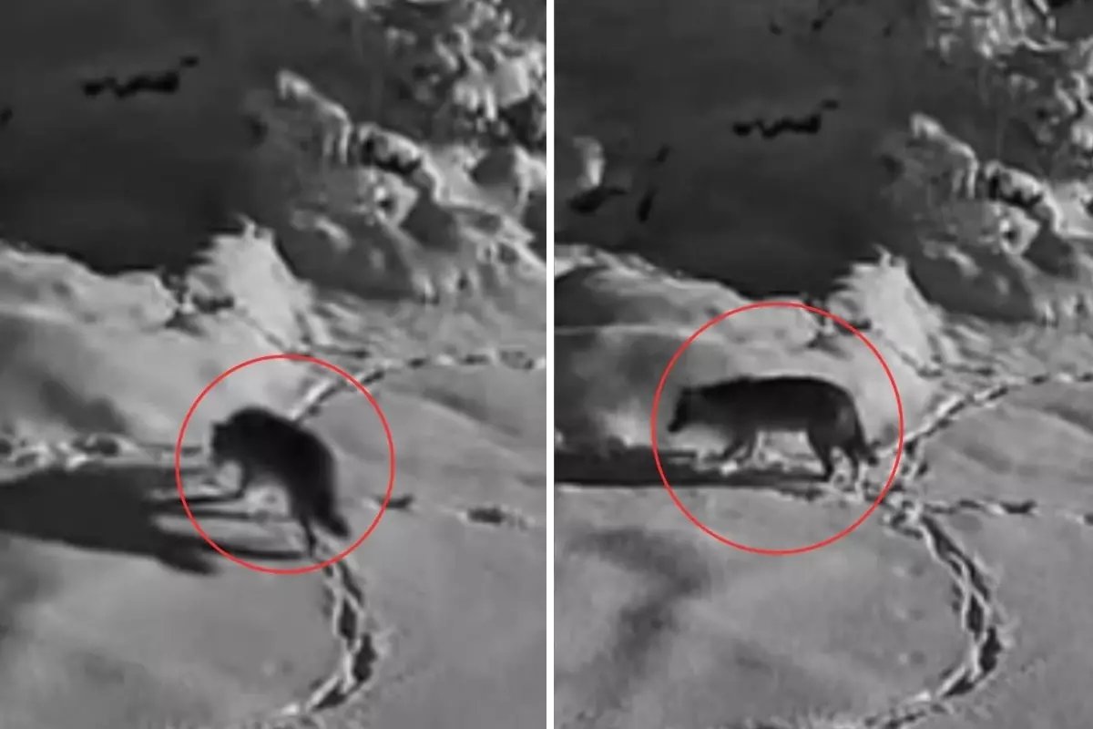 Aç kalan kurt mezraya indi