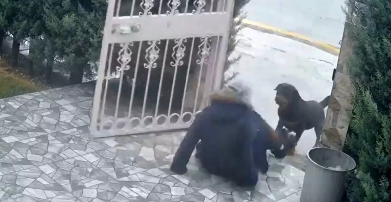 Ankara'da sahipsiz köpeklerin saldırısına uğrayan kadın komşusunun müdahalesiyle kurtuldu