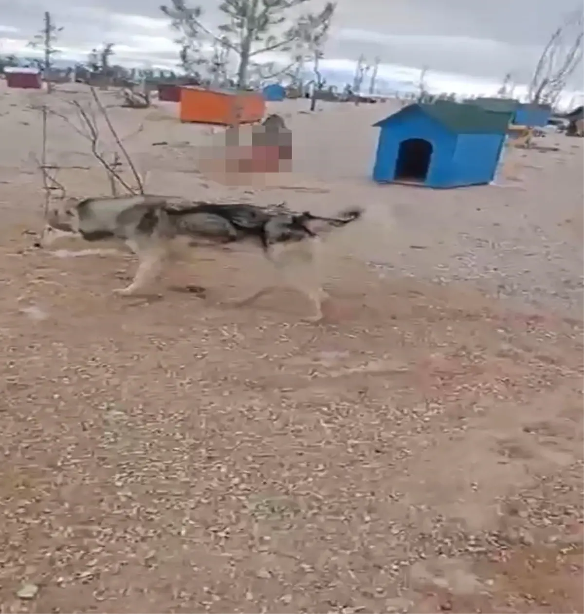 Barınakta aç kalan köpeklerin, başka köpeği yediği iddiası