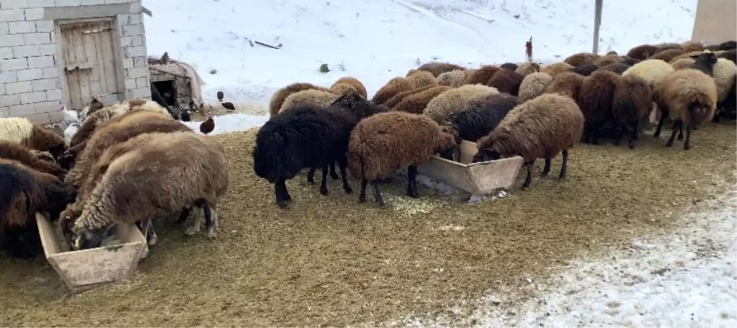 Ağrı'da besicilerin zorlu kış mesaisi