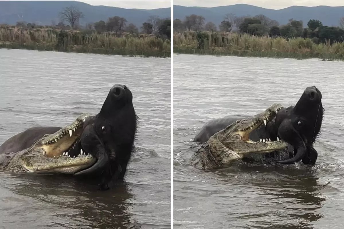Nefes kesen anlar: Timsahın saldırdığı bufalo mucizevi şekilde kurtuldu