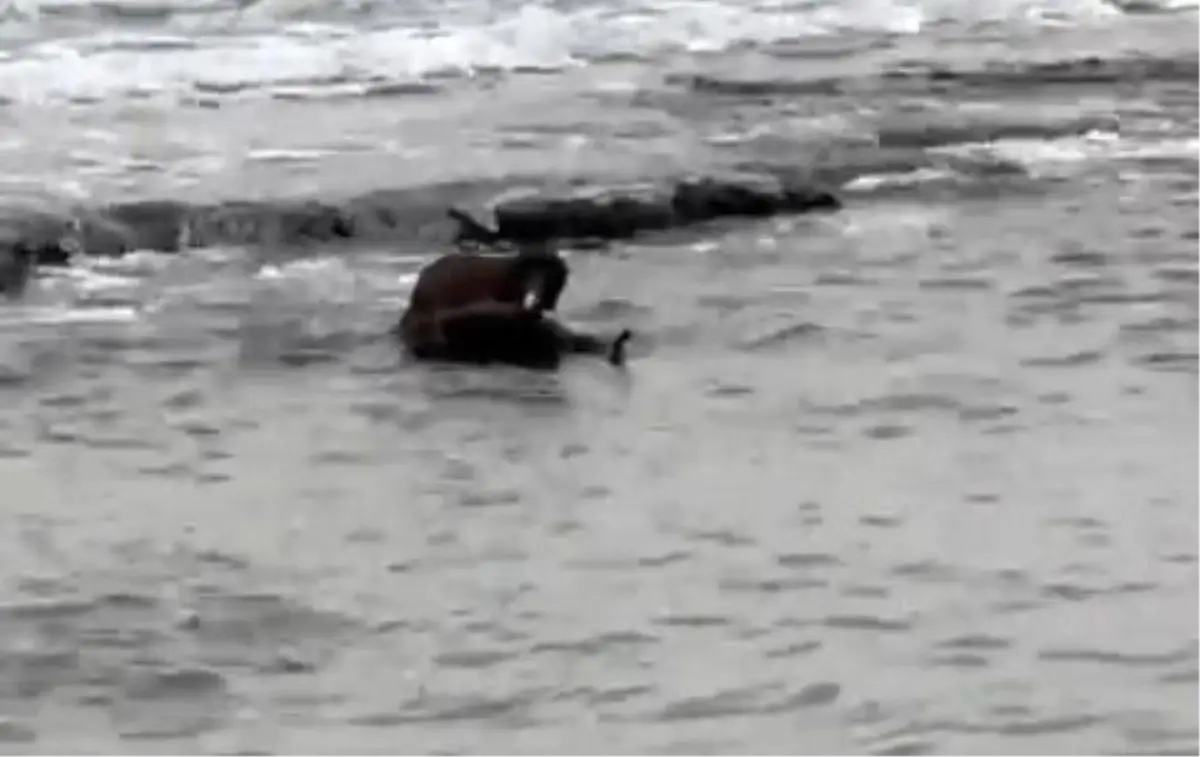 Tekirdağ kıyılarında su samuru görüntülendi