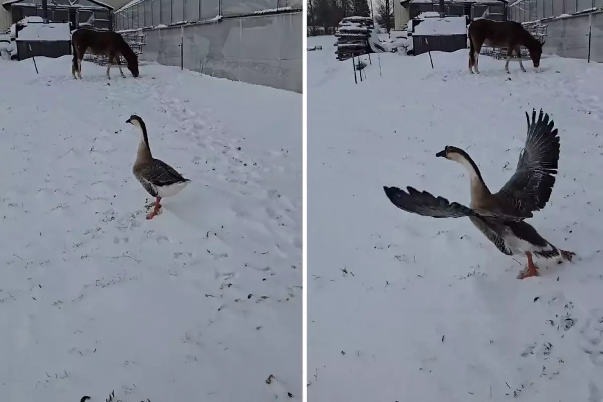 3 bin 500 TL verip kaz aldı, sonu büyük hüsranla bitti