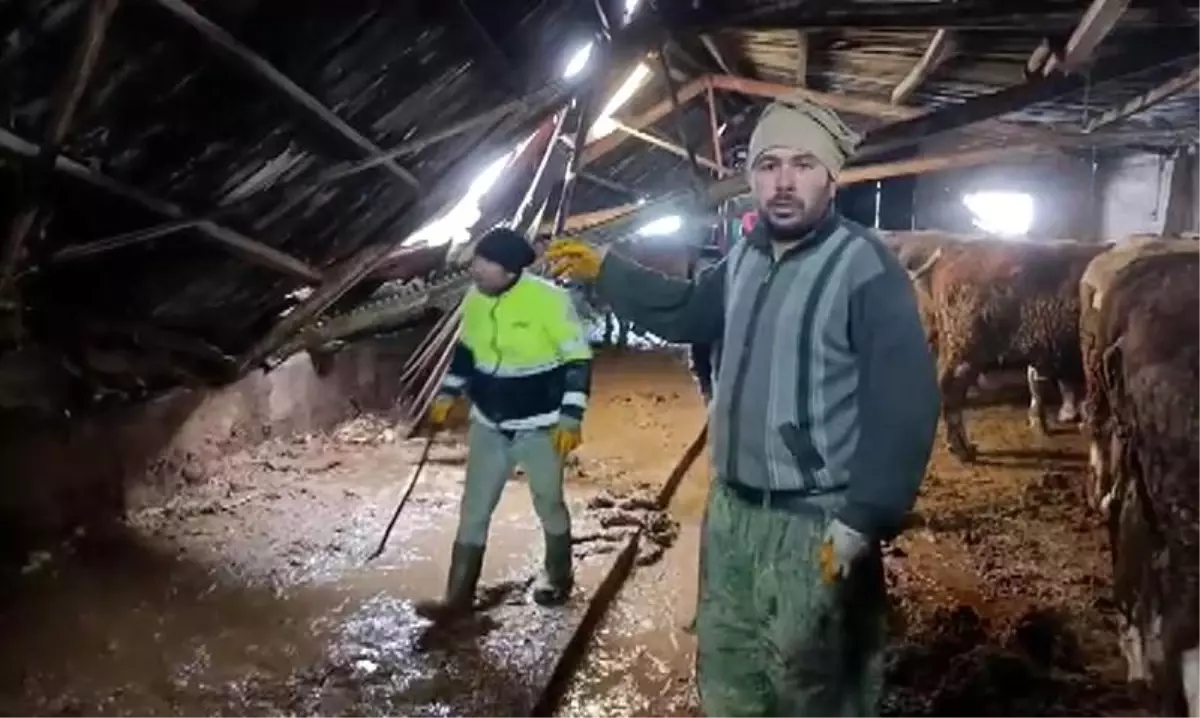 Ahırın çatısı yağan karın ağırlığını taşıyamadı, hayvanlar komşuların yardımıyla kurtarıldı