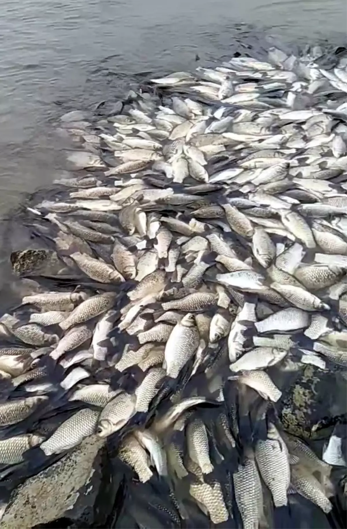 Tekirdağ'da gölette balık ölümlerine inceleme