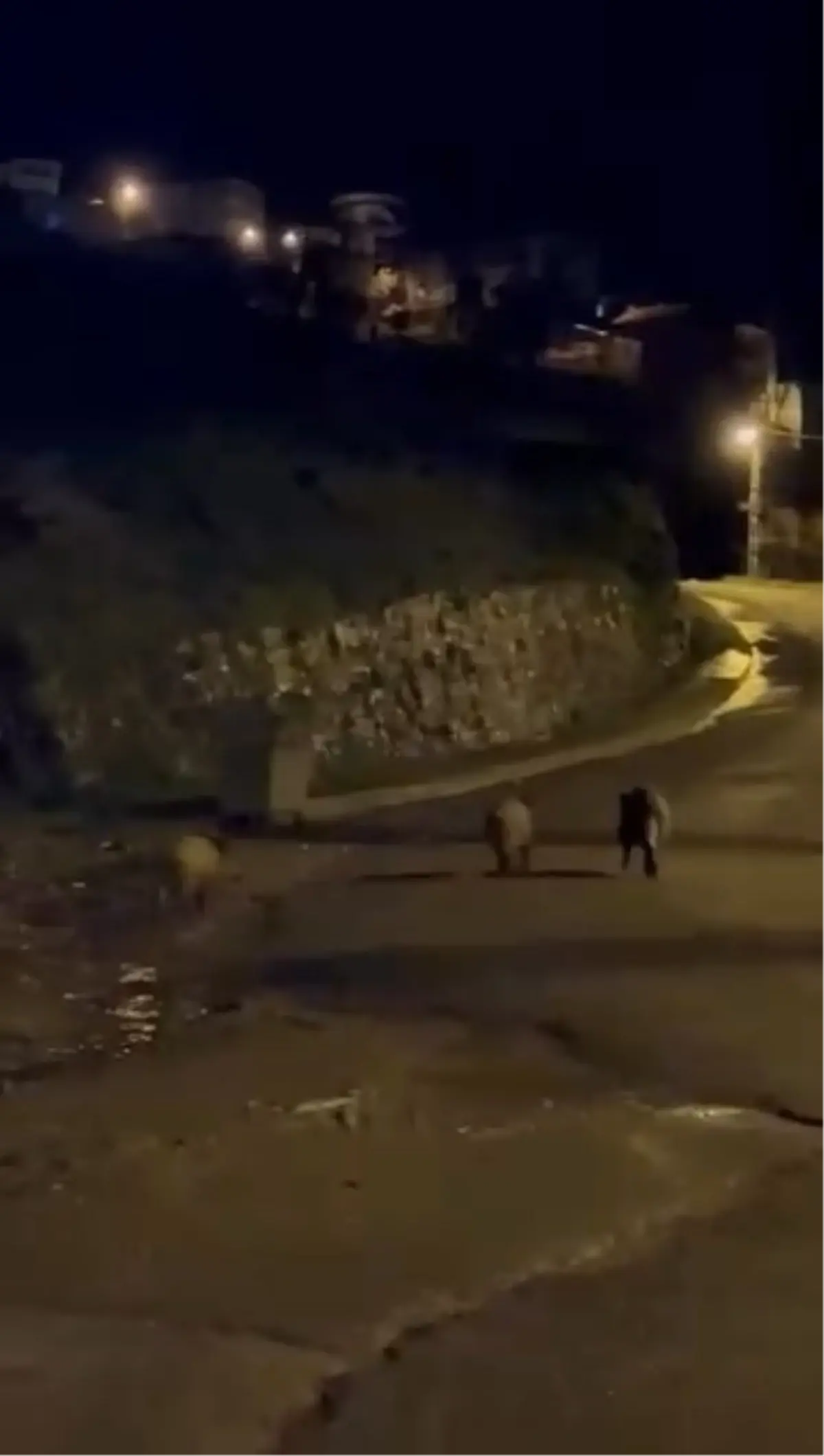 Zonguldak'ta aç kalan domuzlar şehre indi