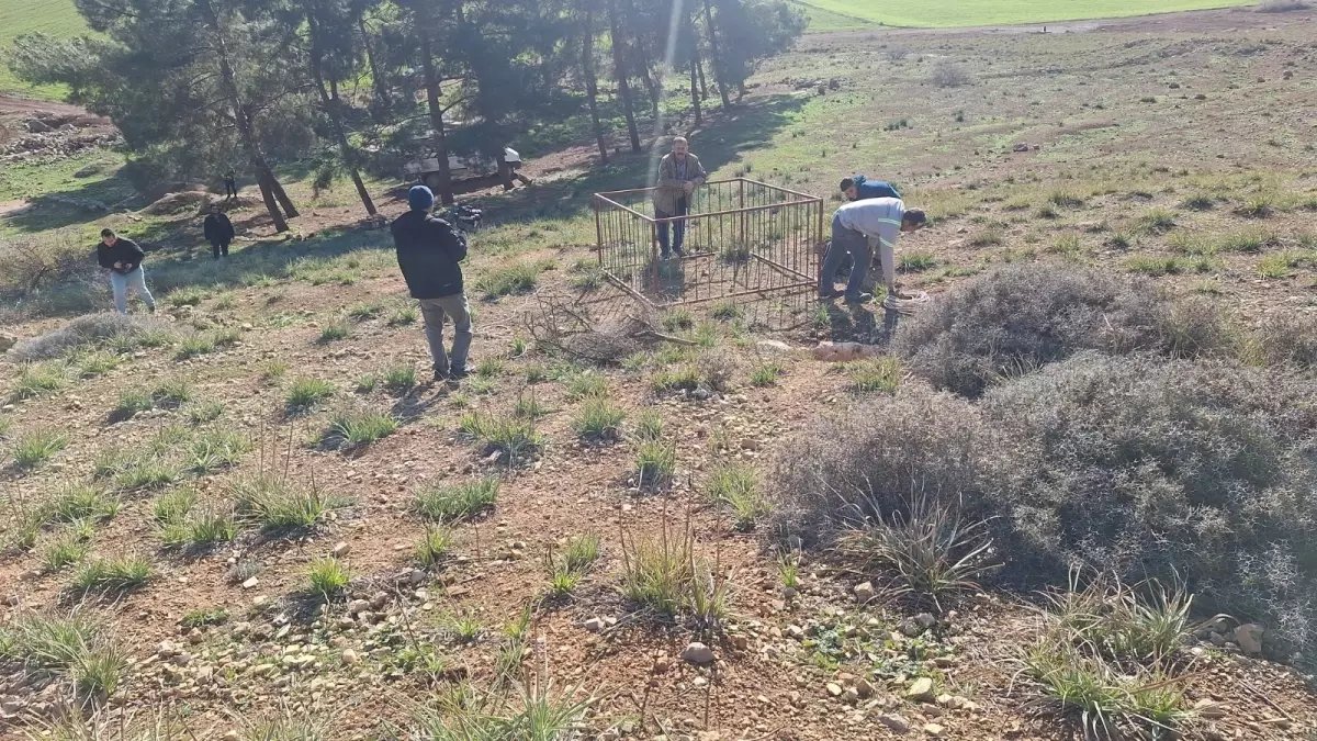 Dağ ceylanı, çizgili sırtlan ve kurt aynı habitatı paylaşıyor