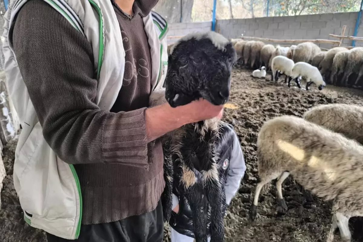 Gören hayrete düşüyor! 4 gözlü kuzu yaşama tutundu