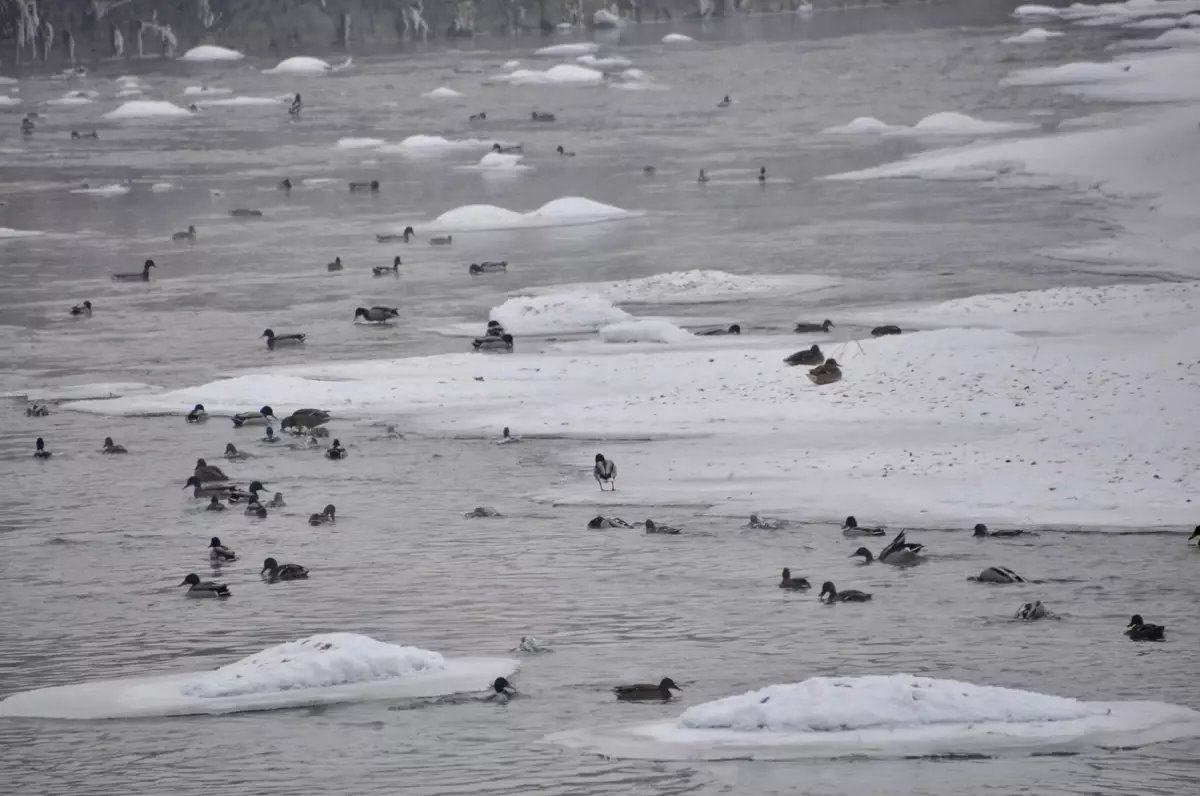 Yeşilbaş ördeklerin yüzeyi kısmen donan çayda yaşam mücadelesi