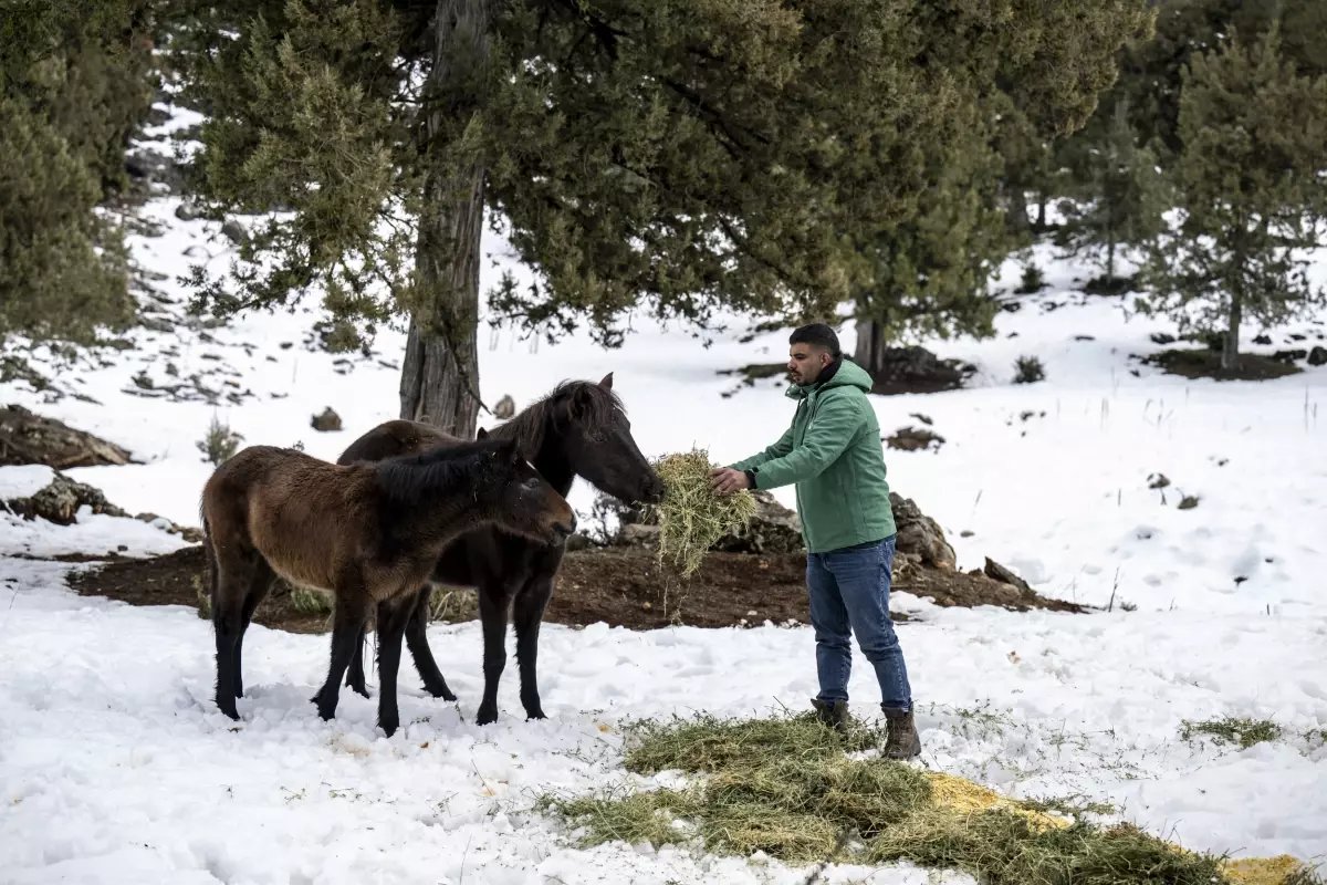 Toros Dağları'ndaki yılkı atlarına yiyecek desteği