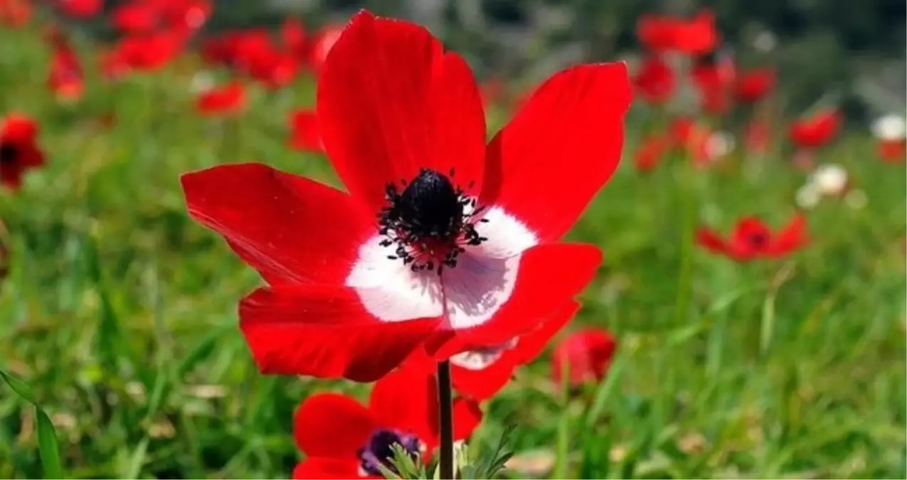 Cemre ne zaman düşecek? 2026 ilk cemre nereye düşecek, Cemre havaya, suya, toprağa düşme tarihleri hangileri?