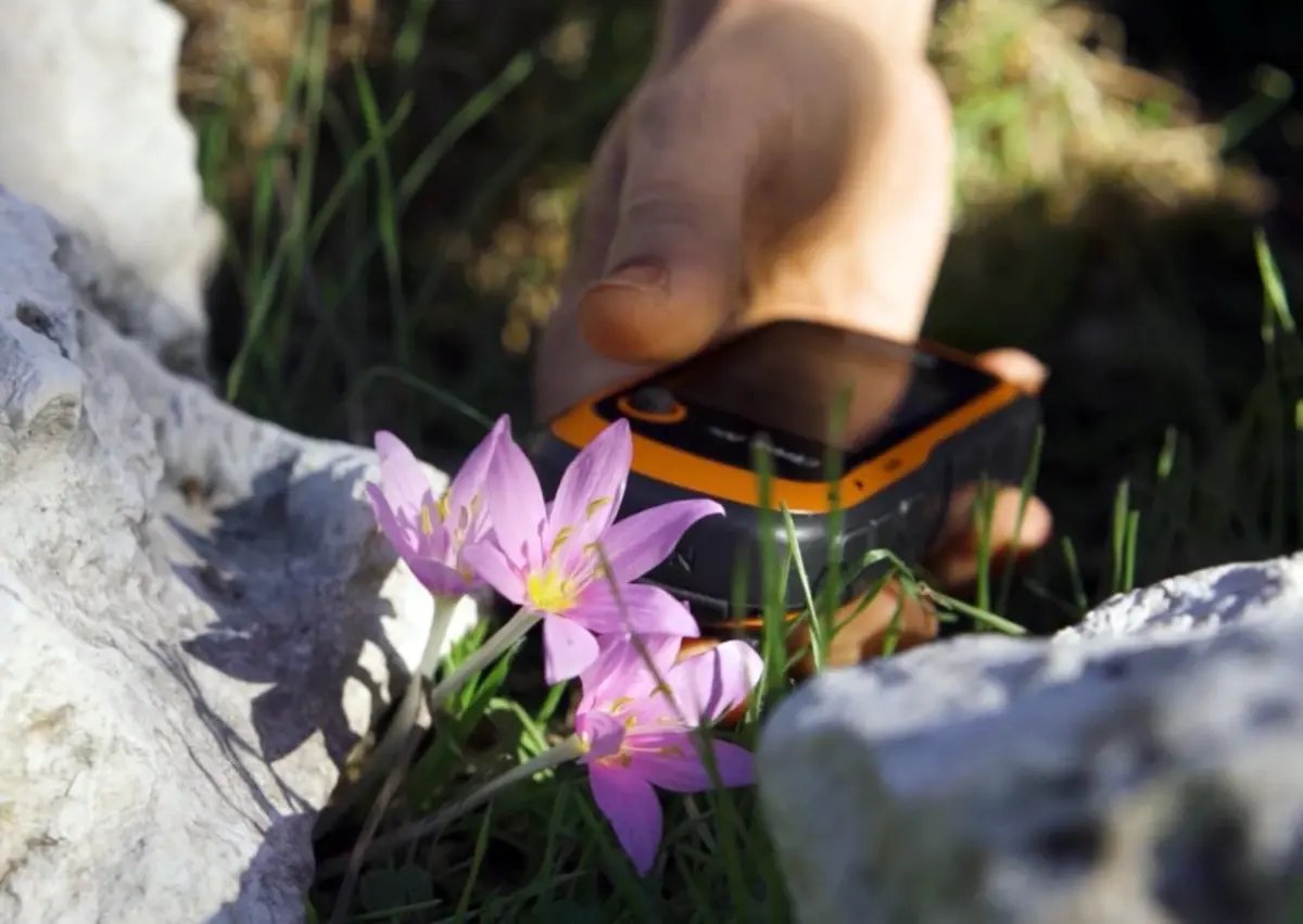 Antalya'da Karasal Orkidelerin Kaçak Sökülmesi Biyolojik Çeşitliliği Tehdit Ediyor
