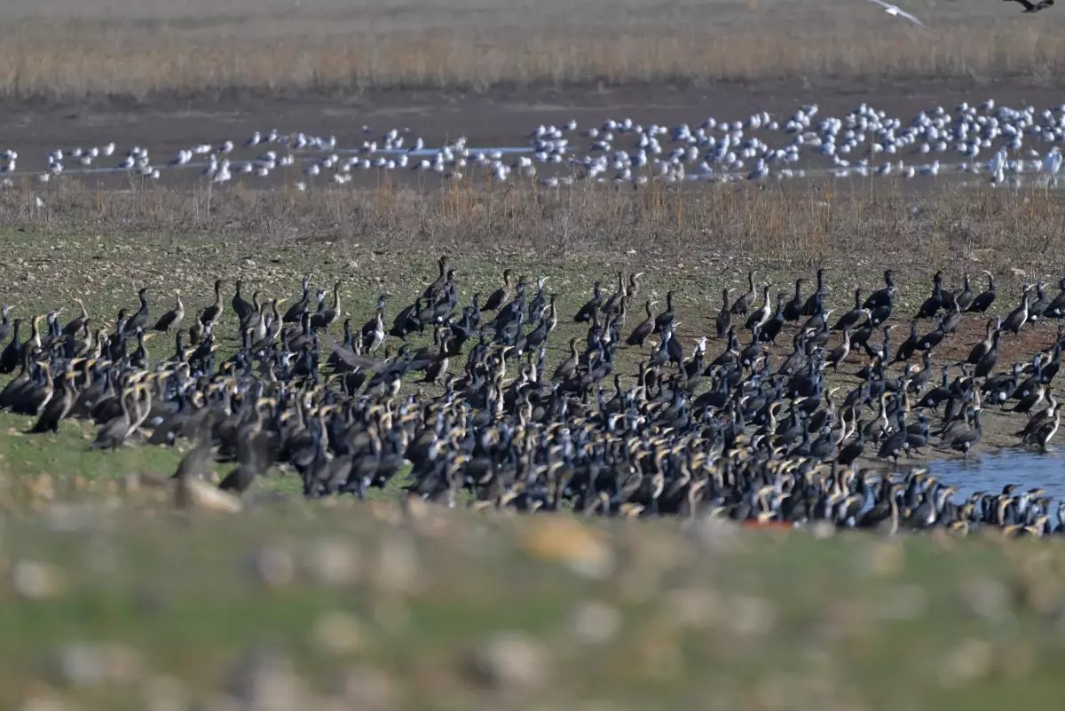 Diyarbakır'daki Kabaklı Göleti'nde binlerce kuş, bir arada beslenirken görüntülendi