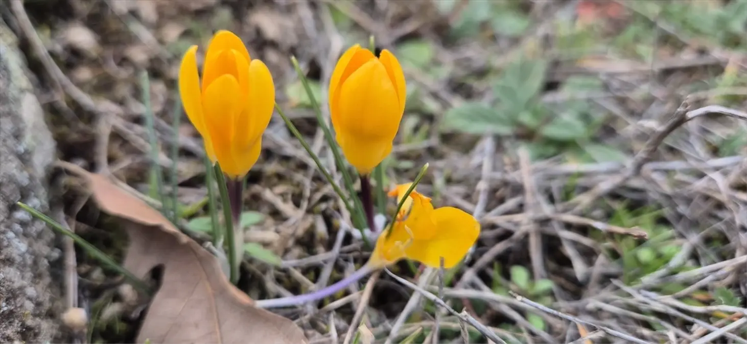 Çorum'da Baharın Habercisi Çiğdemler Açtı