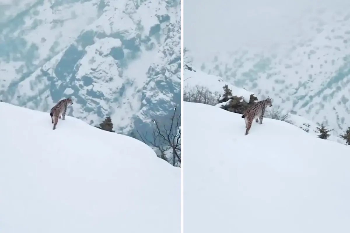 Tunceli'de karlı vadiyi izleyen vaşağın görüntüleri nefes kesti