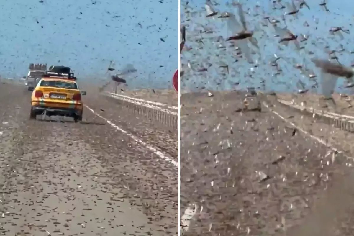 Kıymet alameti gibi! Dev çekirge sürüsü otoyolu istila etti