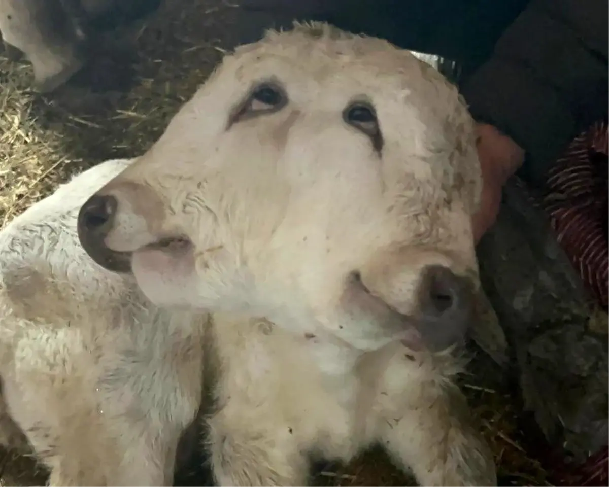 Erzurum'da çift başlı buzağı dünyaya geldi