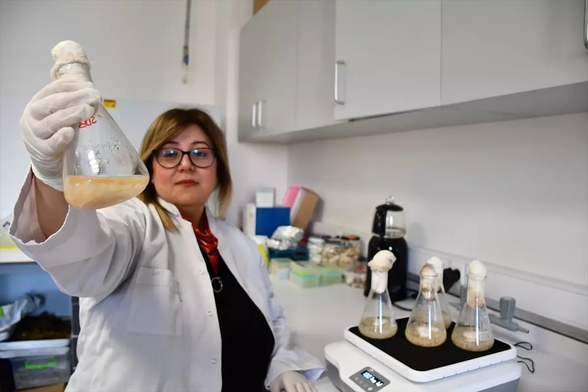 Akademisyenler, gıdalarda oluşan mantar ve küflerin çoğalmasını engelleyen yeni nesil bileşik geliştirdi