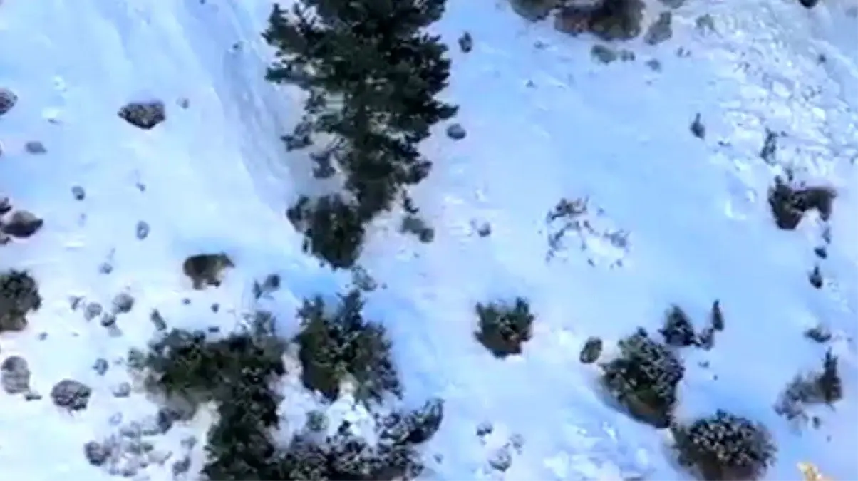 Uzundere'de buz tırmanışında ayı paniği