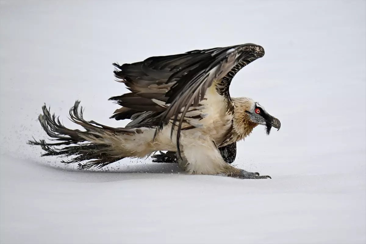 "Yaralı kanatlar" Van'daki merkezde yapılan tedaviyle hayata tutunuyor