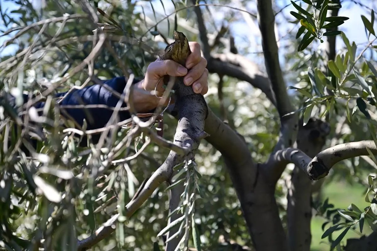 Kahramanmaraş'ta zeytin üreticilerine budama ve gübreleme uyarısı