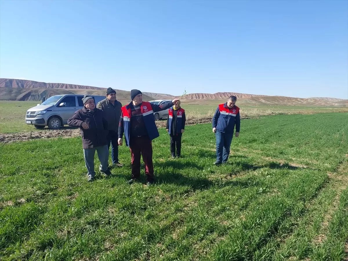Çorum'da hububat ekili arazide kontrol çalışmaları sürüyor