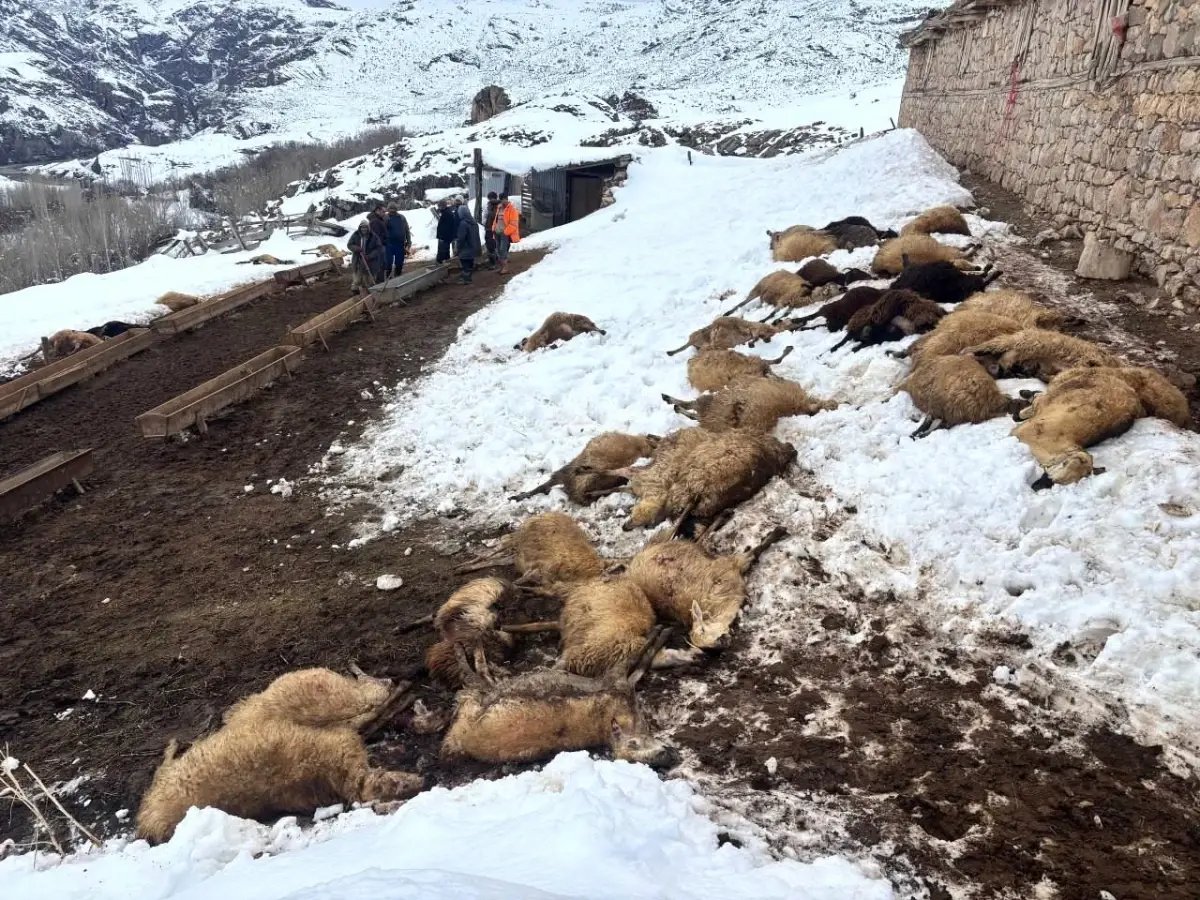 Erzincan'da yemden zehirlendikleri düşünülen 80 koyun telef oldu
