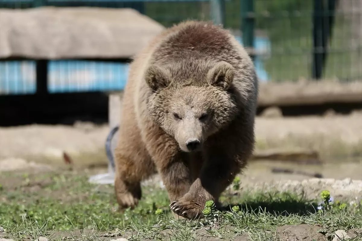 Doğada yaralı bulunan yaban hayvanları Gölya Tabiat Parkı'nda sağlığına kavuşuyor