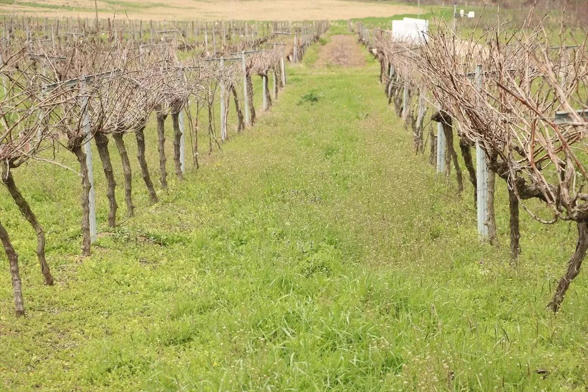 Tescillenen "Gün Işığı" üzümünün yaygınlaştırılması hedefleniyor
