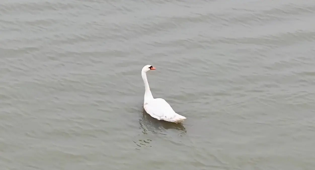 Ankara'da tedavi edilen kuğu, Edirne'de doğaya bırakıldı